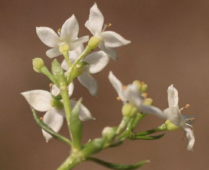 Galium saxatile