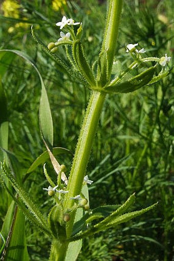 Galium tricornutum