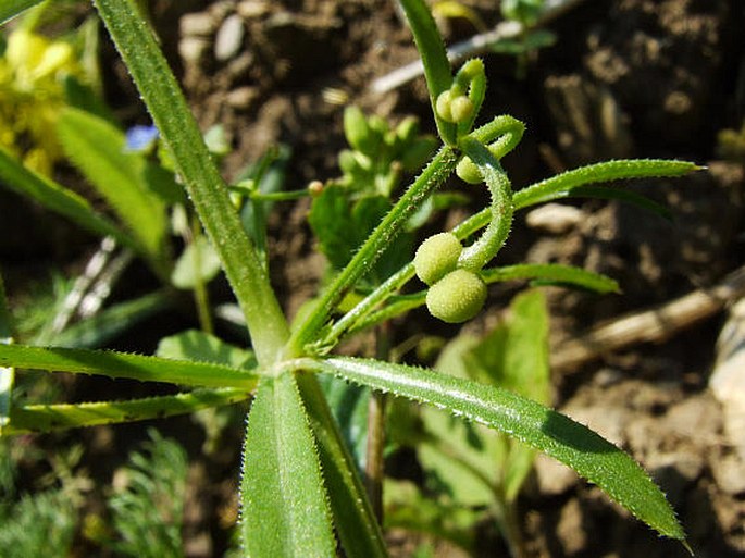 Galium tricornutum