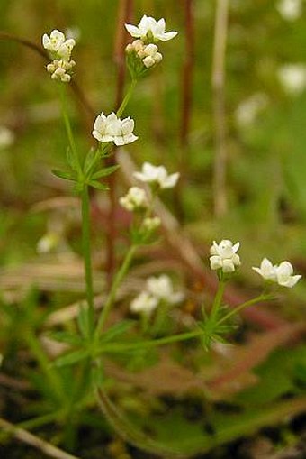 Galium pumilum