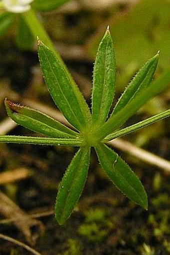 Galium pumilum