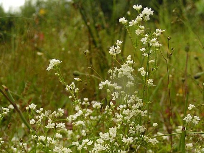 Galium pumilum