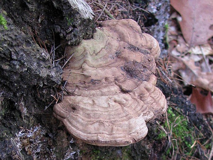 Ganoderma applanatum