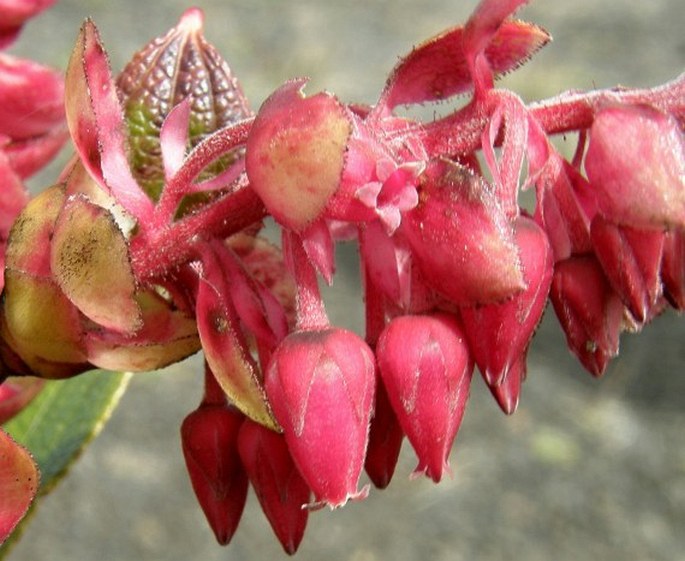 Gaultheria erecta