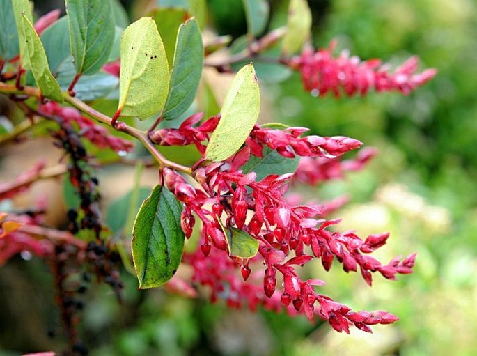 Gaultheria erecta