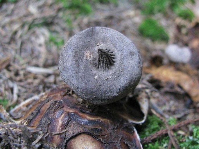 Geastrum pectinatum