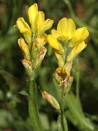 Genista sagittalis