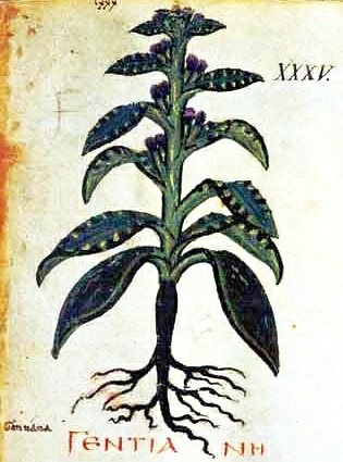 Iconographia plantarum: Gentiana L.