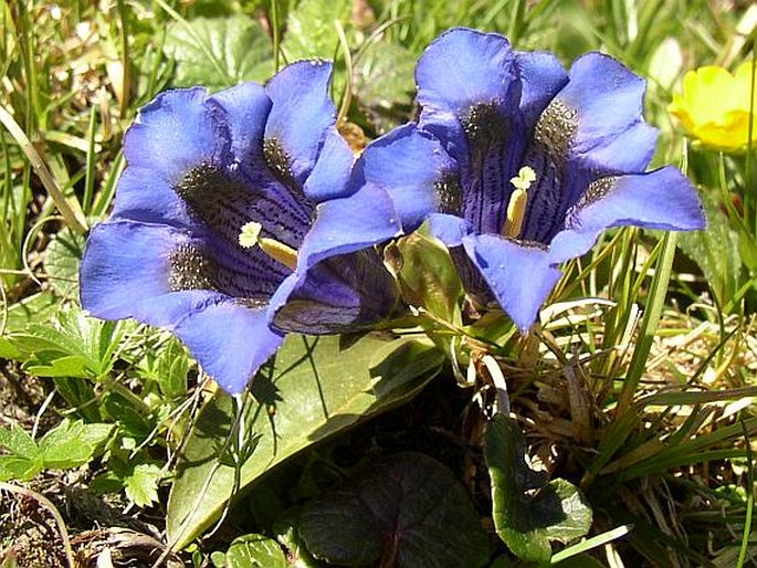 Gentiana acaulis