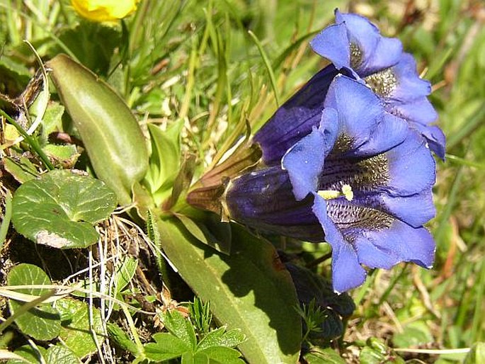 GENTIANA ACAULIS L. – hořec bezlodyžný / horec Kochov