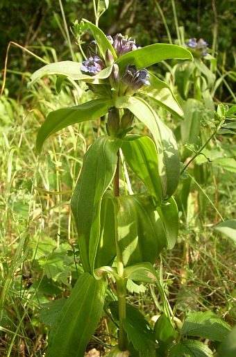 Gentiana cruciata