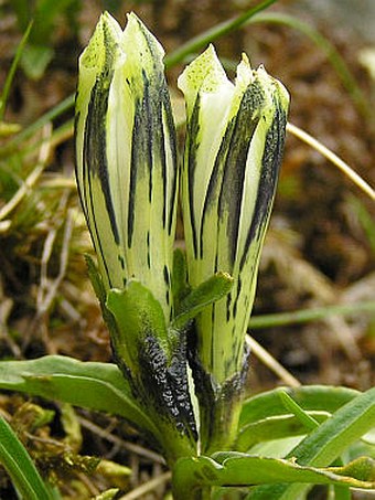 Gentiana frigida