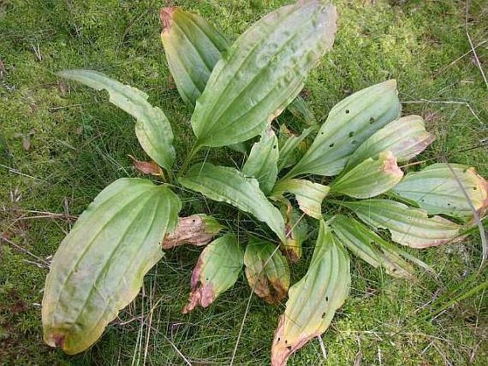 Gentiana pannonica