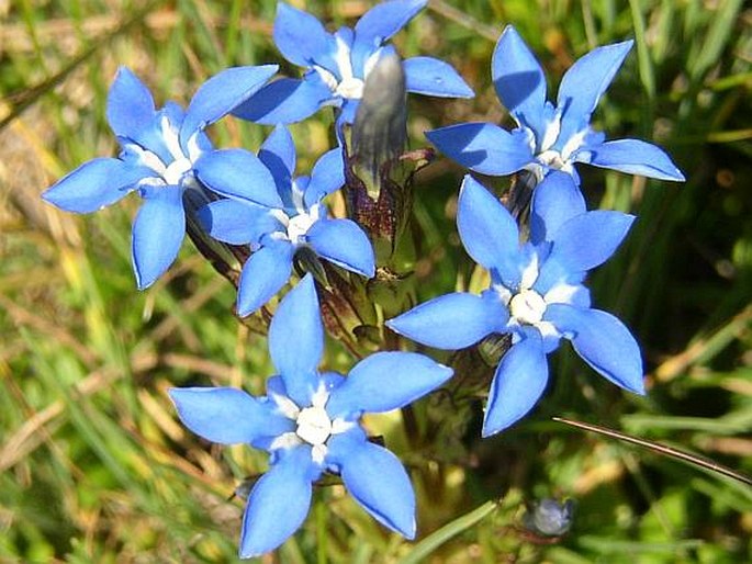 GENTIANA NIVALIS L. – hořec sněžný / horec snežný