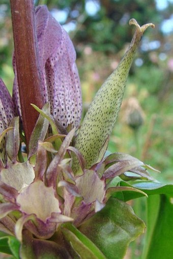 Gentiana pannonica