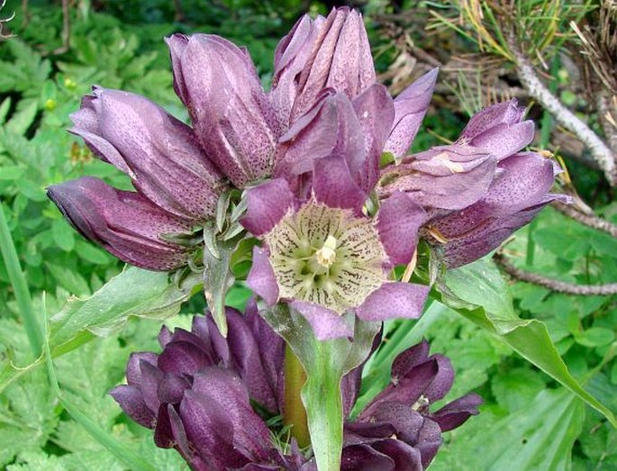 Gentiana pannonica