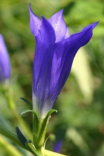 Gentiana pneumonanthe