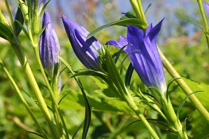 Gentiana pneumonanthe