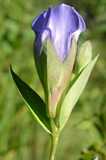 Gentiana sceptrum