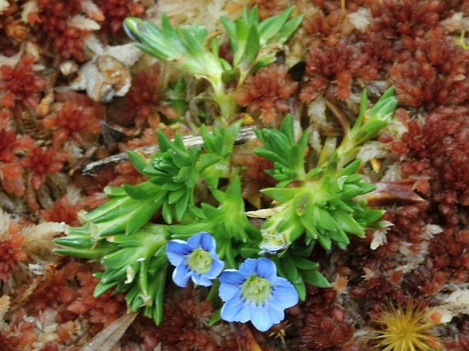 Gentiana sedifolia