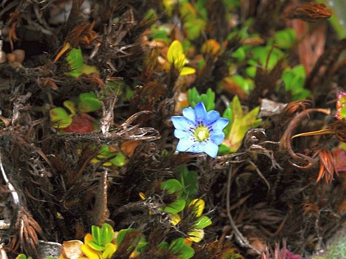 Gentiana sedifolia