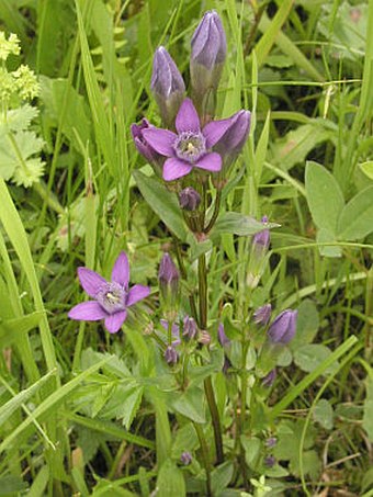 Gentianella lutescens