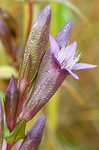 Gentianella amarella