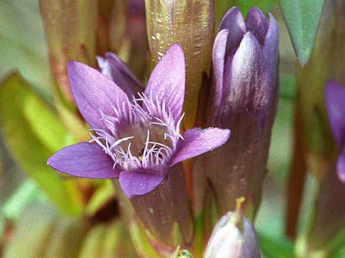 Gentianella amarella