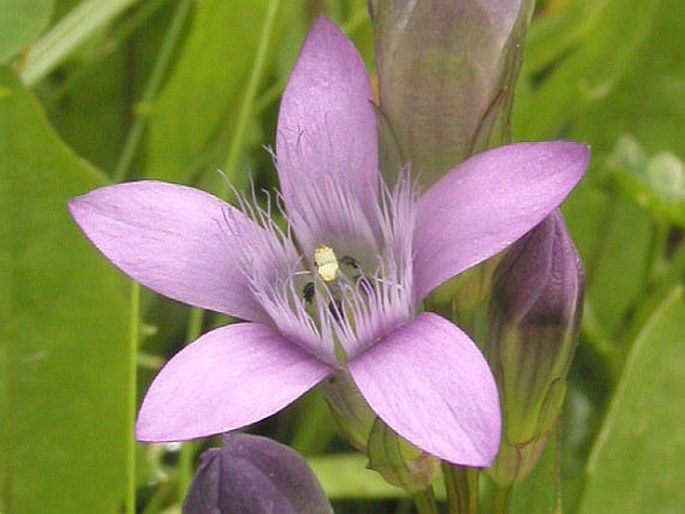 GENTIANELLA LUTESCENS (Velen.) Holub – hořeček žlutavý / horček žltkastý