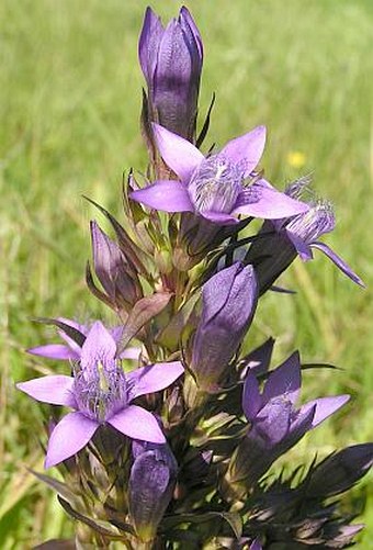 Gentianella praecox