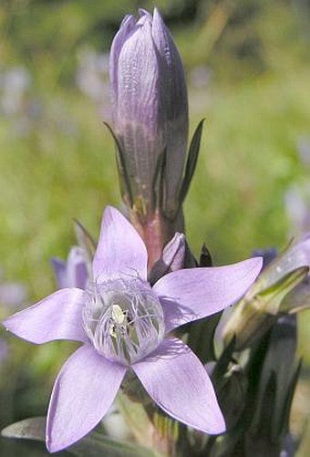 Gentianella praecox