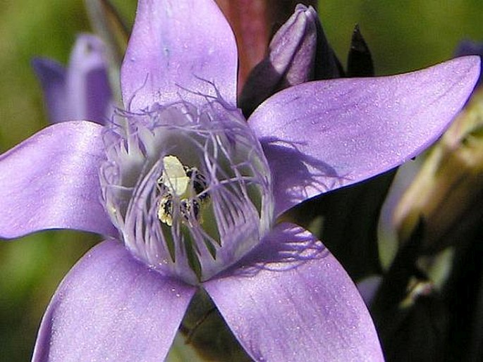 GENTIANELLA PRAECOX (A. Kern. et Jos. Kern.) E. Mayer - hořeček mnohotvarý / horček včasný