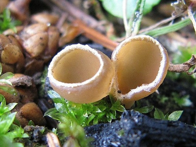 Geopyxis carbonaria