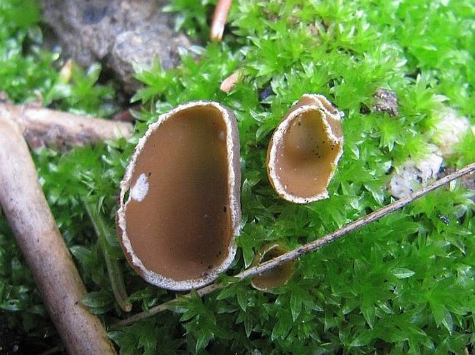 Geopyxis carbonaria