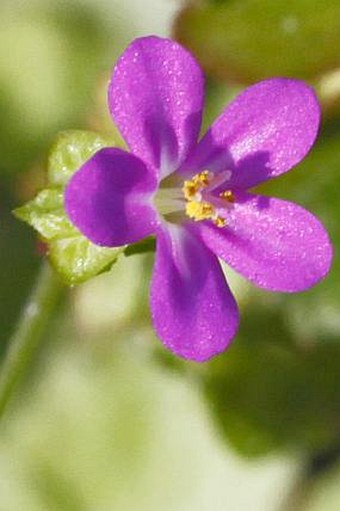 Geranium lucidum