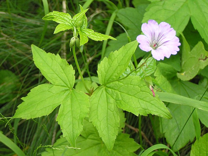 Geranium nodosum