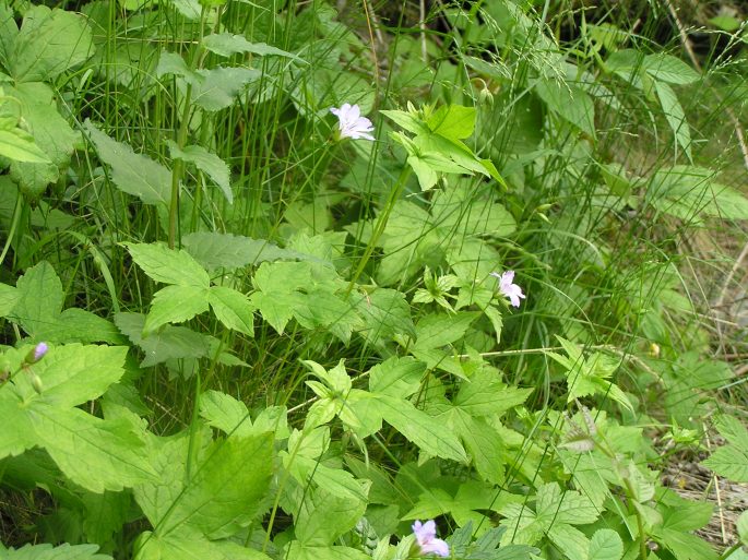 Geranium nodosum