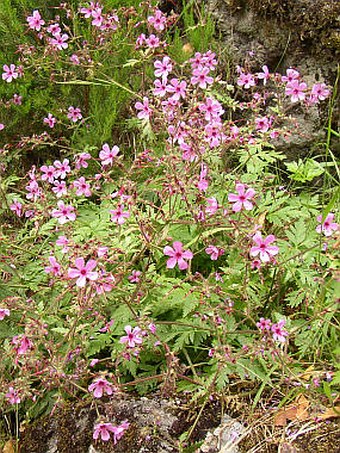 Geranium palmatum