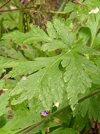 Geranium palmatum