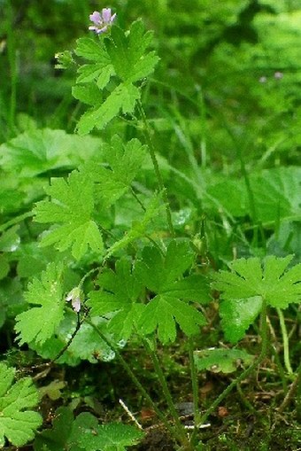 Geranium pusillum