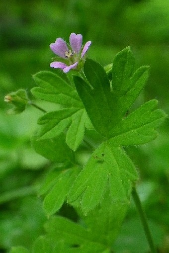 Geranium pusillum