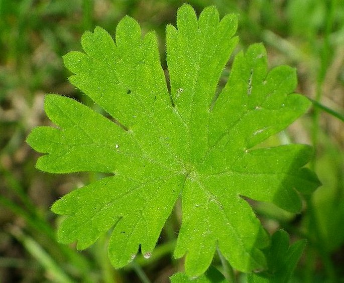 Geranium pusillum