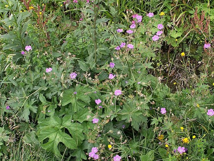 Geranium sylvaticum