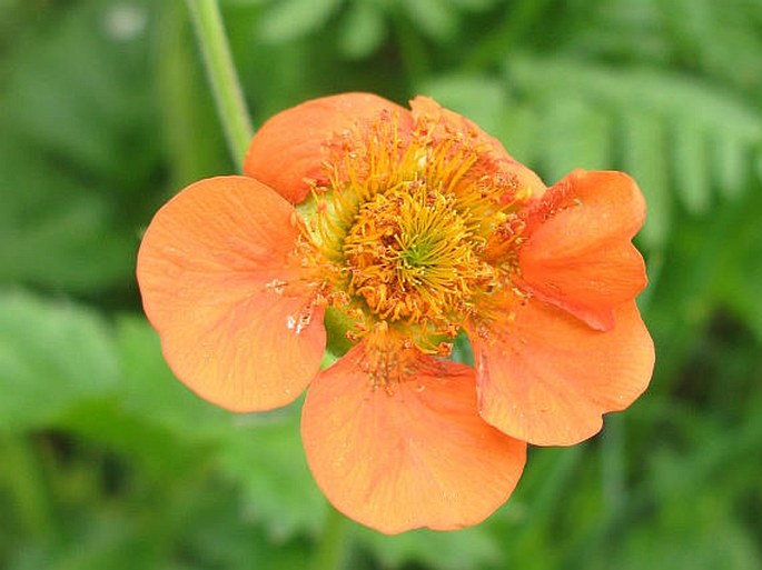 GEUM COCCINEUM Sibth. et Sm. – kuklík šarlatový / kuklík šarlátový