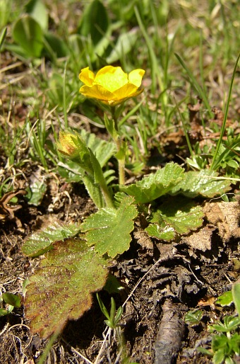 Geum montanum