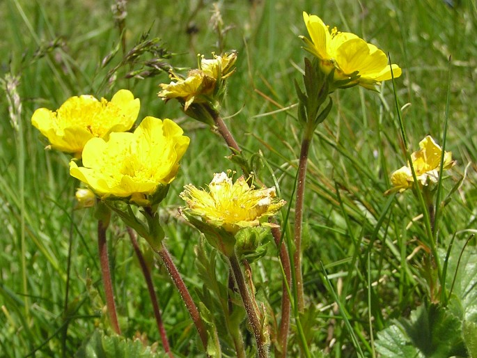 Geum montanum