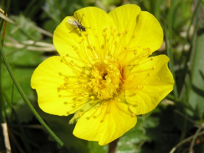 Geum montanum