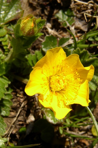 Geum montanum