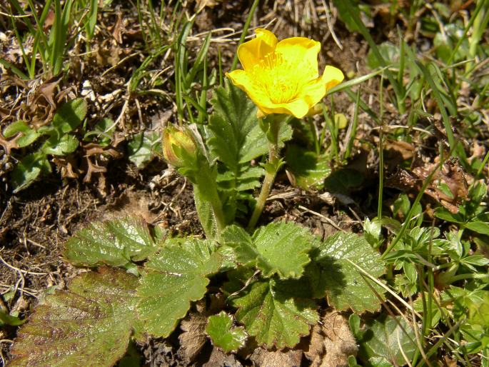 GEUM MONTANUM L. – kuklík horský / kuklica horská