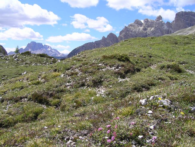 Geum montanum